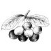 Olej z Acai Berry 100% Alteya Organics 50 ml