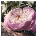 Chloé Rose Naturelle parfumovaná voda náplň pre ženy