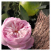 Chloé Rose Naturelle Intense parfumovaná voda pre ženy