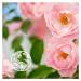 Le Petit Marseillais Wild Rose Bio Organic osviežujúci sprchový gél