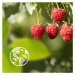 Le Petit Marseillais Raspberry & Peony Bio krémový sprchový gél